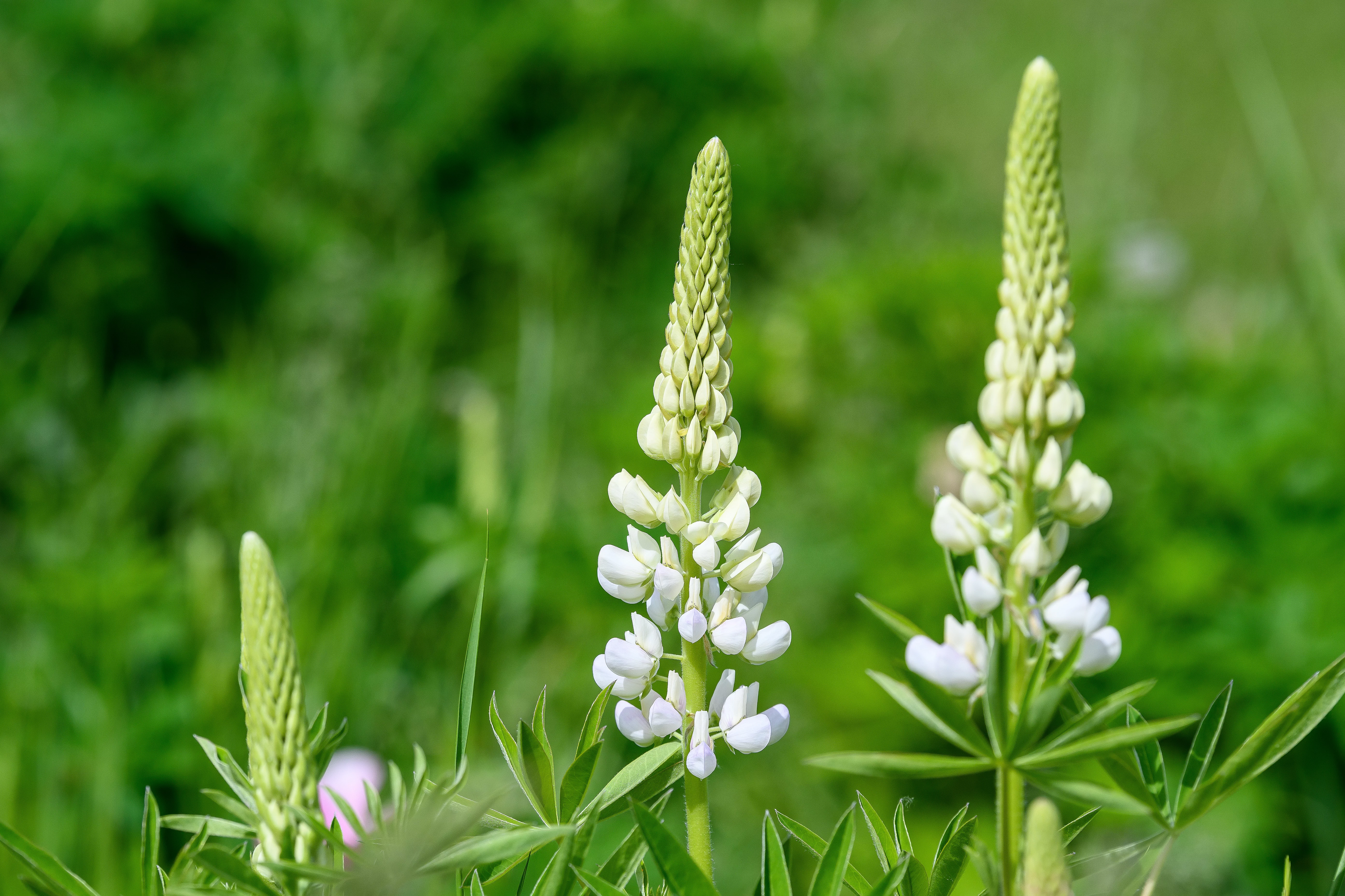 Drei weiße Lupinenblüten im Großformat vor grünem, natürlichem Hintergrund. Die Lupine für Rapunzel werden regional in Deutschland angebaut.