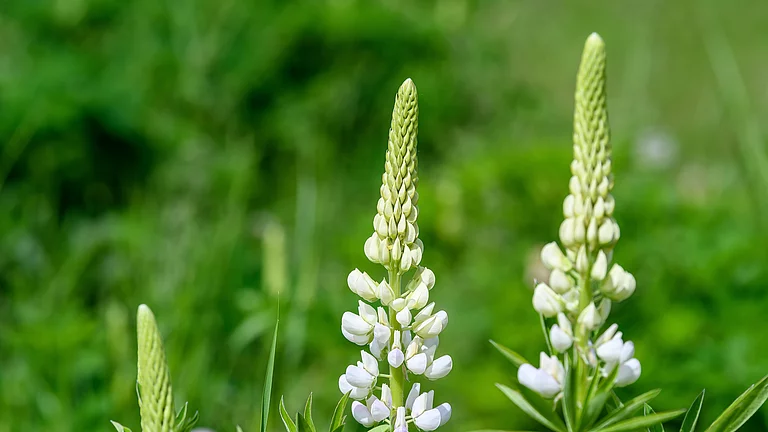 Drei weiße Lupinenblüten im Großformat vor grünem, natürlichem Hintergrund. Die Lupine für Rapunzel werden regional in Deutschland angebaut.