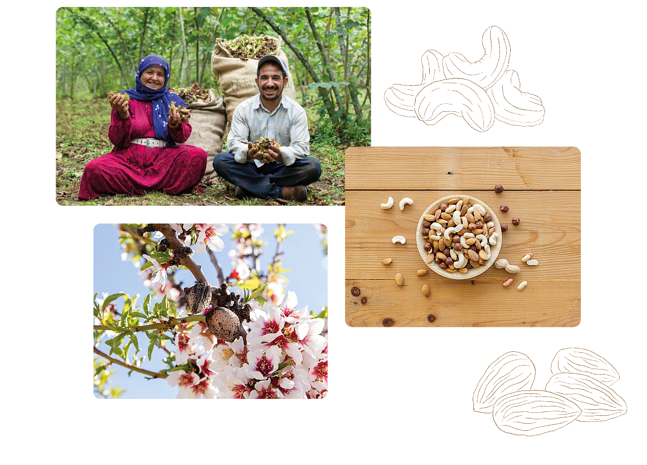 Collage aus drei Bildern, die Haselnussbauern, Mandelblüte und eine Nussschale zeigen.
