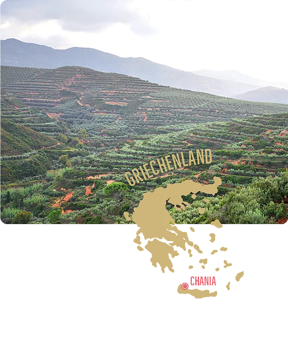 Olivenhaine in Chania – Anbaugebiet für Rapunzel Olivenöl.