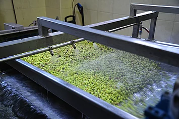 Frische Oliven liegen im Wasserbad zur Reinigung – wichtiger Verarbeitungsschritt vor der Pressung für Rapunzel Bio-Olivenöl.
