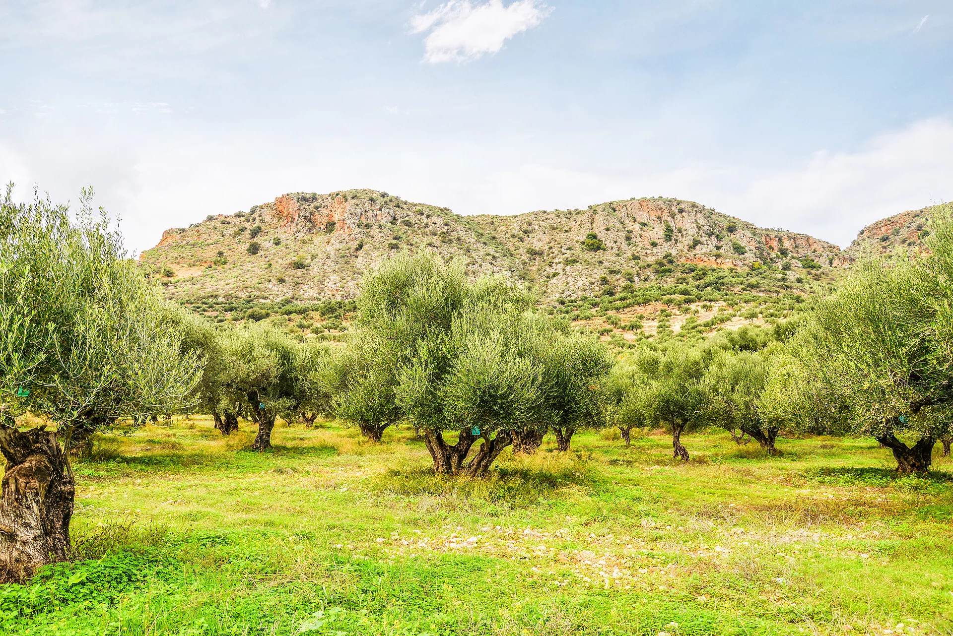 Olivenhaine auf Kreta Kretische Olivenhaine vor einer Bergkulisse – nachhaltiger Anbau für Rapunzel Olivenöl