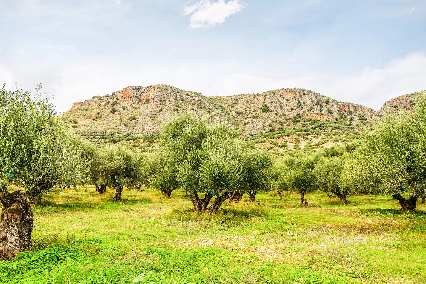 Olivenhaine auf Kreta Kretische Olivenhaine vor einer Bergkulisse – nachhaltiger Anbau für Rapunzel Olivenöl