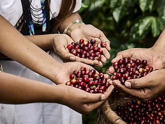 Fairer Handel bewirkt langfristige Veränderungen. Drei Kaffeebauern halten roten Kaffeekirschen in den Händen.