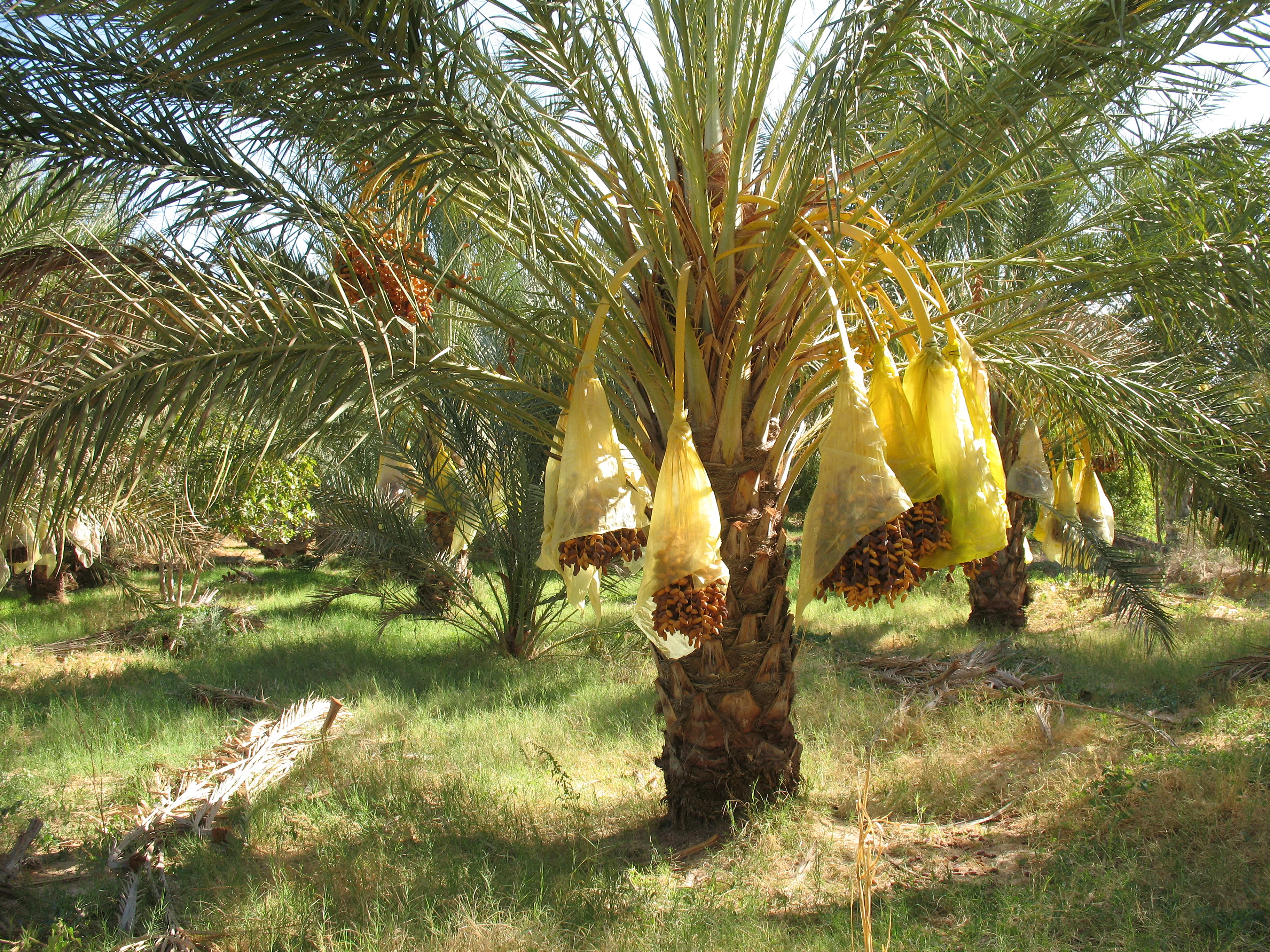 Fruchtstände von Datteln, die an Palmen hängen und mit Plastiktüten umwickelt sind. 