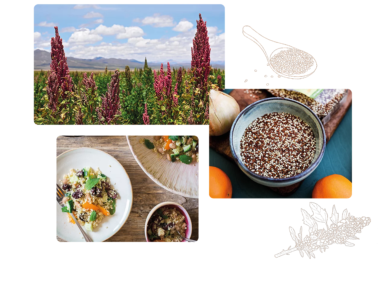 Rapunzel Quinoa ist in Weiß, Rot und Bunt erhältlich. Fotocollage mit verschiedenen Quinoa-Fotos