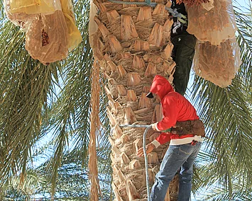 Ein Dattelbauer, der eine Palme hochgeklettert ist, um dort die Früchte mit einer Sichel zu schneiden.
