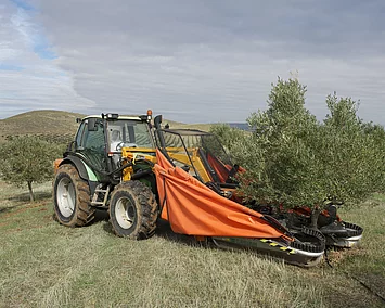 Ein maschinenbetriebener Rüttler wird bei der Olivenernte im Olivenhain der Finca La Torre eingesetzt – mechanische Unterstützung für eine effiziente und schonende Ernte.