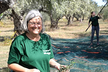 Rapunzel Mitarbeiterin helfen bei der Olivenernte auf Kreta – partnerschaftliche Zusammenarbeit für Bio-Olivenöl.