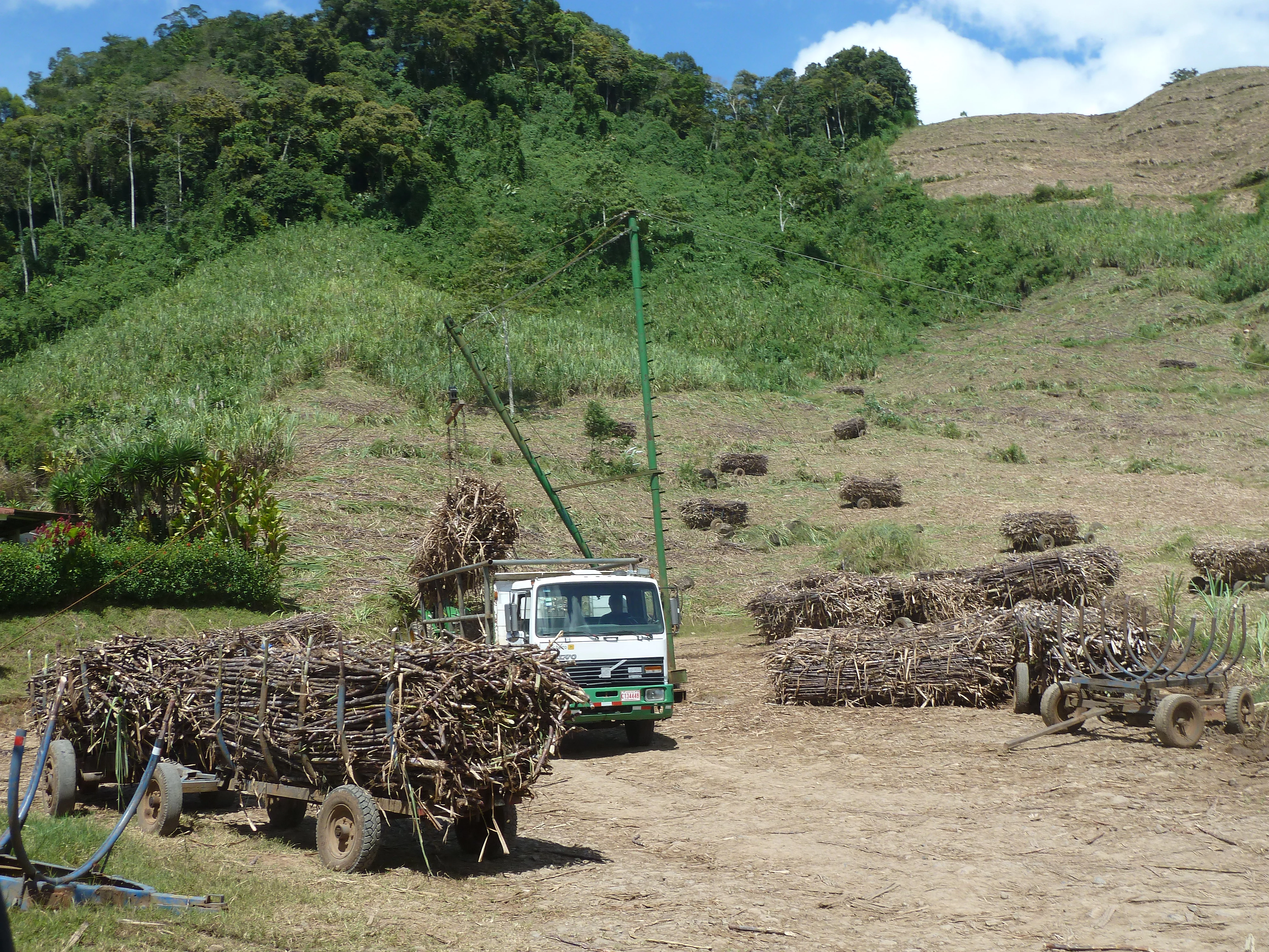 Das geerntete Zuckerrohr wird auf Transporter beladen. Gut sichtbar ist die Länge des Zuckerrohrs.