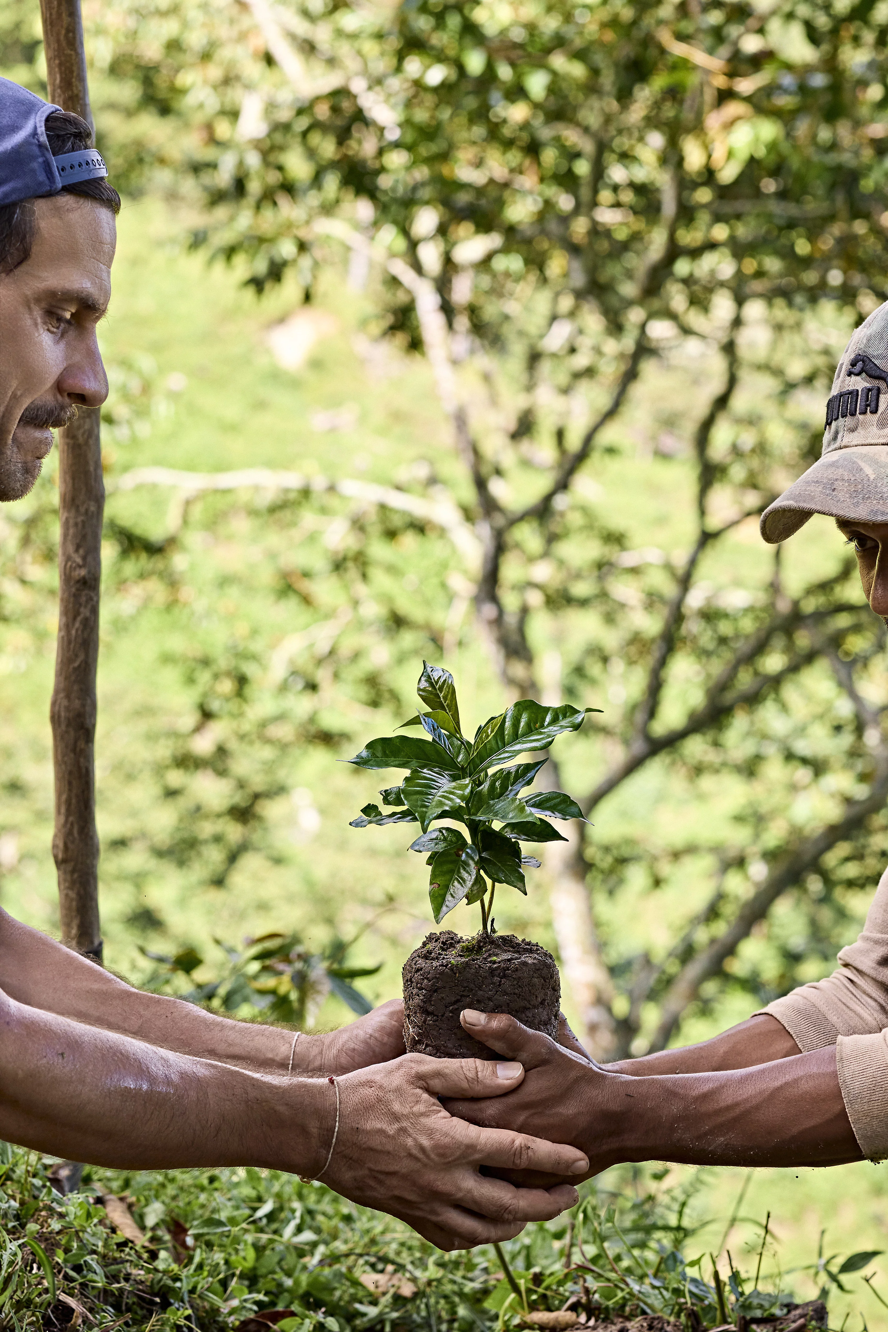 Ein Bauer im Dschungel Kolumbiens übergibt einen Kaffee-Setzling an Rapunzel Fotografen