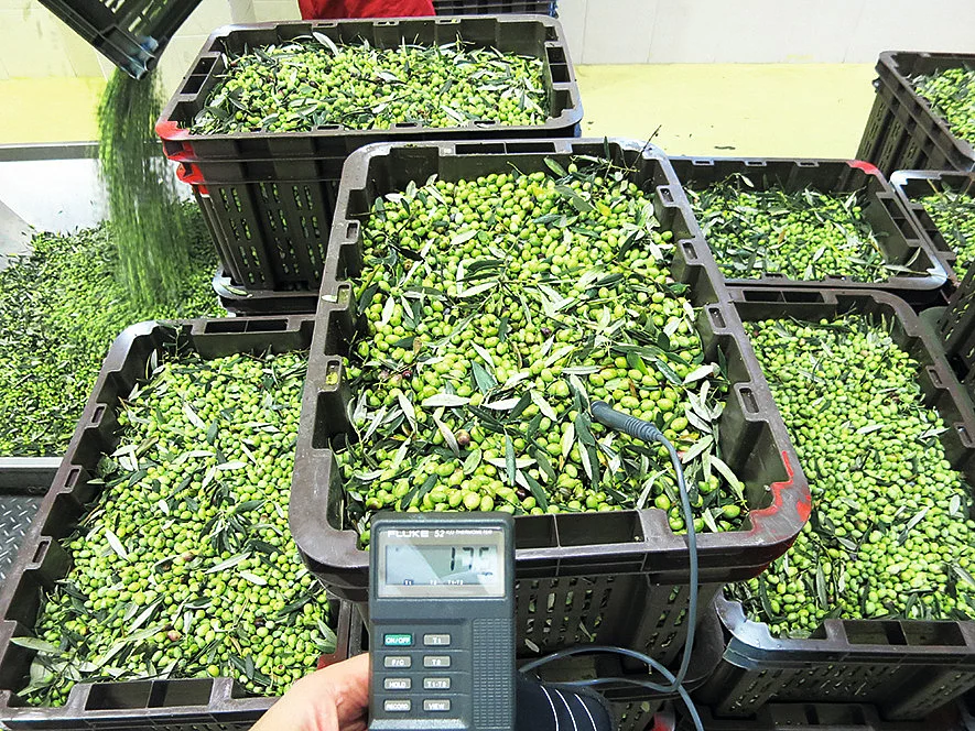 Temperaturkontrolle und Olivenkisten – Vorbereitung für die Ölmühle auf Kreta. Temperaturkontrolle bei der Lagerung von Oliven in kleinen, gut belüfteten Kisten vor dem Transport zur Ölmühle auf Kreta.