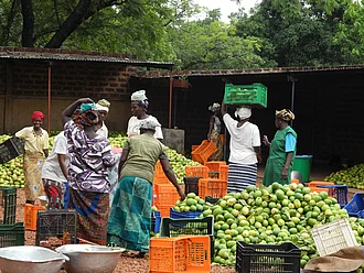 Sammelstelle für Mangos Frauen mit Kisten an Mangosammelstelle, bevor die Mangos verarbeitet werden.