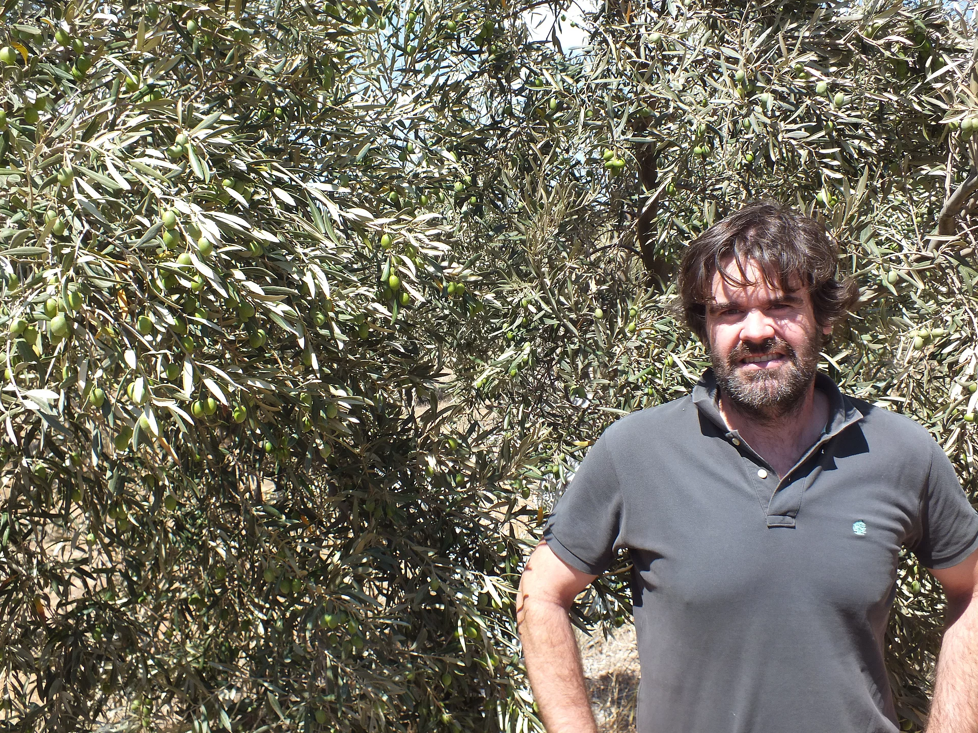 Victor Pérez – Agraringenieur der Finca La Torre vor Olivenbaum. Victor Pérez, leitender Agraringenieur der Finca La Torre, steht vor einem Olivenbaum in Andalusien – nachhaltiger Olivenanbau und die Koordination der Olivenernte.