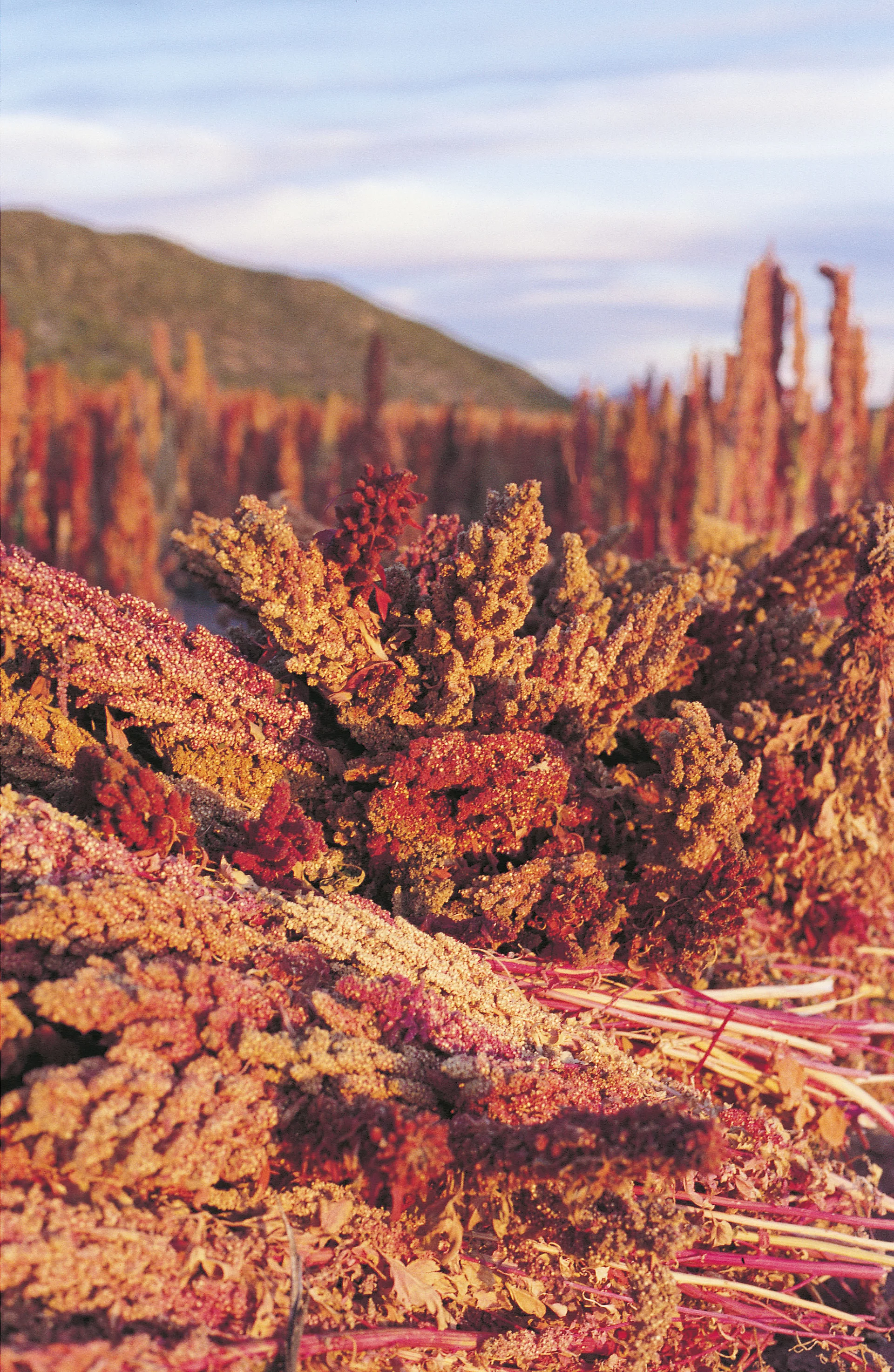 Quinoa-Pflanze in Südamerika. Rot blühende Quinoa-Pflanze in Großaufnahme.
