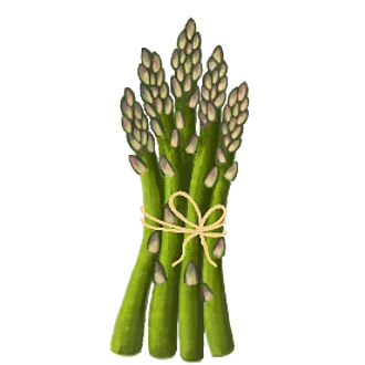 Illustration Bund Spargel Illustration Bund grüner Spargel