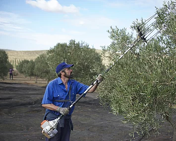 Ein Mann erntet Oliven mit einem motorbetriebenen Rechen im Olivenhain der Finca La Torre – mechanische Unterstützung für eine effiziente, schonende Olivenernte.