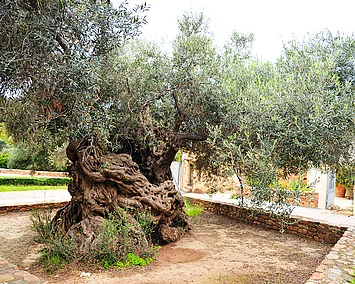 Jahrtausendealter Olivenbaum auf Kreta in Griechenland – Symbol für die Herkunft unseres Olivenöls.