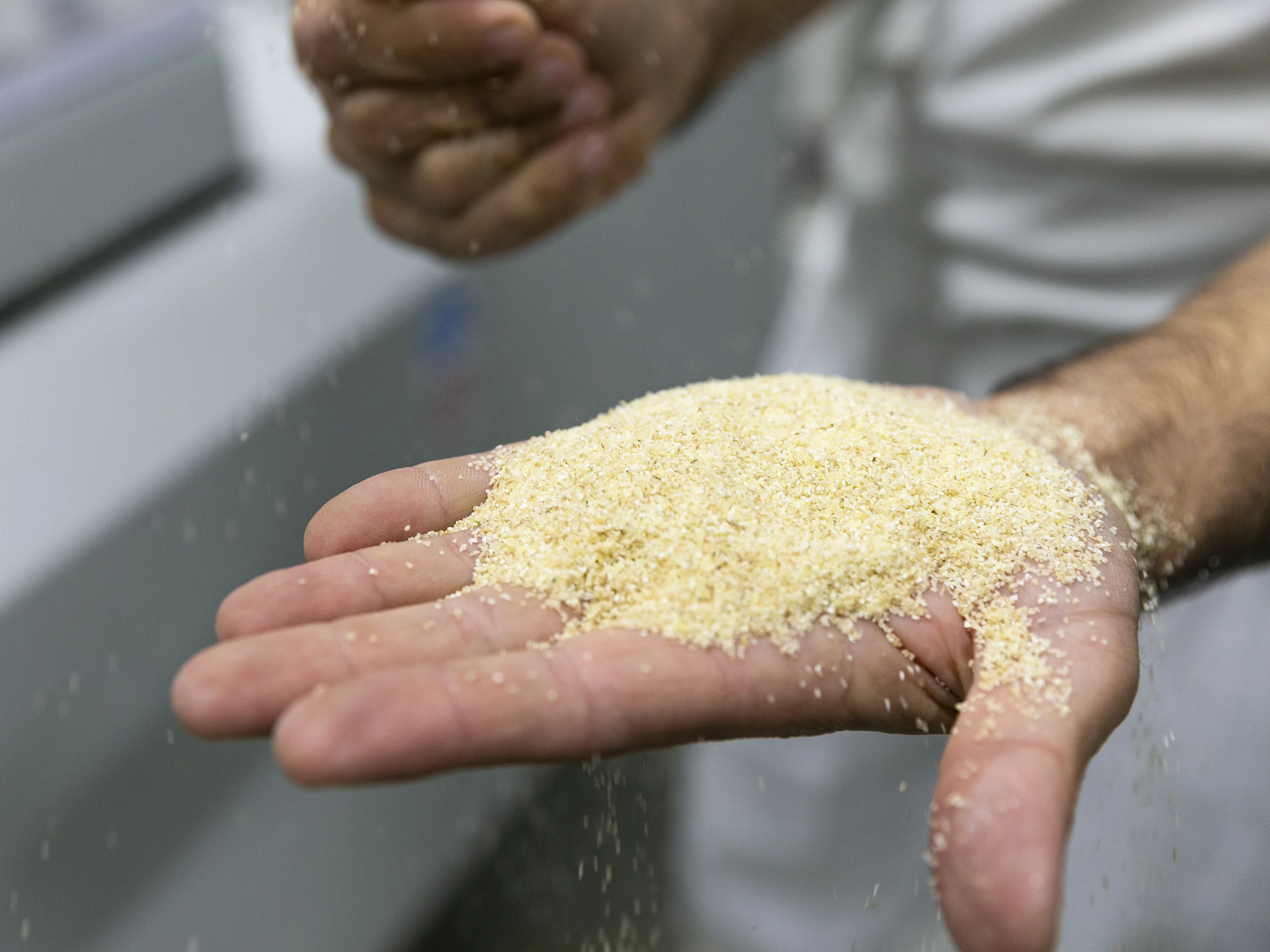In die Pasta kommt Grieß aus der eigenen Getreidemühle. Grieß auf einer Hand vor der Verarbeitung zur Nudel. Der Grieß wurde in der eigenen Getreidemühle gemahlen.
