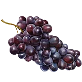 Traube Illustration von lila Weintrauben.