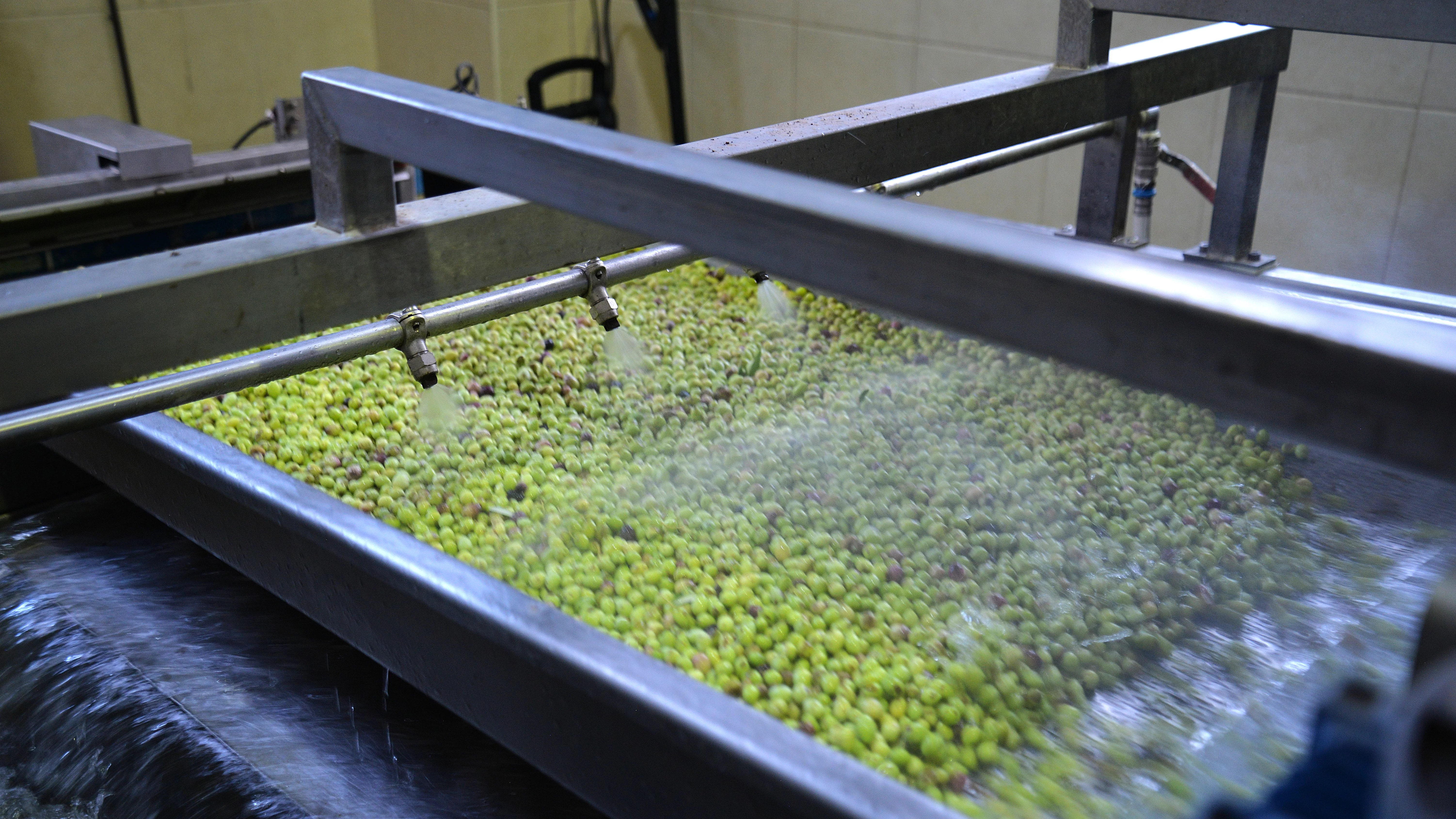 Frische Oliven liegen im Wasserbad zur Reinigung – wichtiger Verarbeitungsschritt vor der Pressung für Rapunzel Bio-Olivenöl.