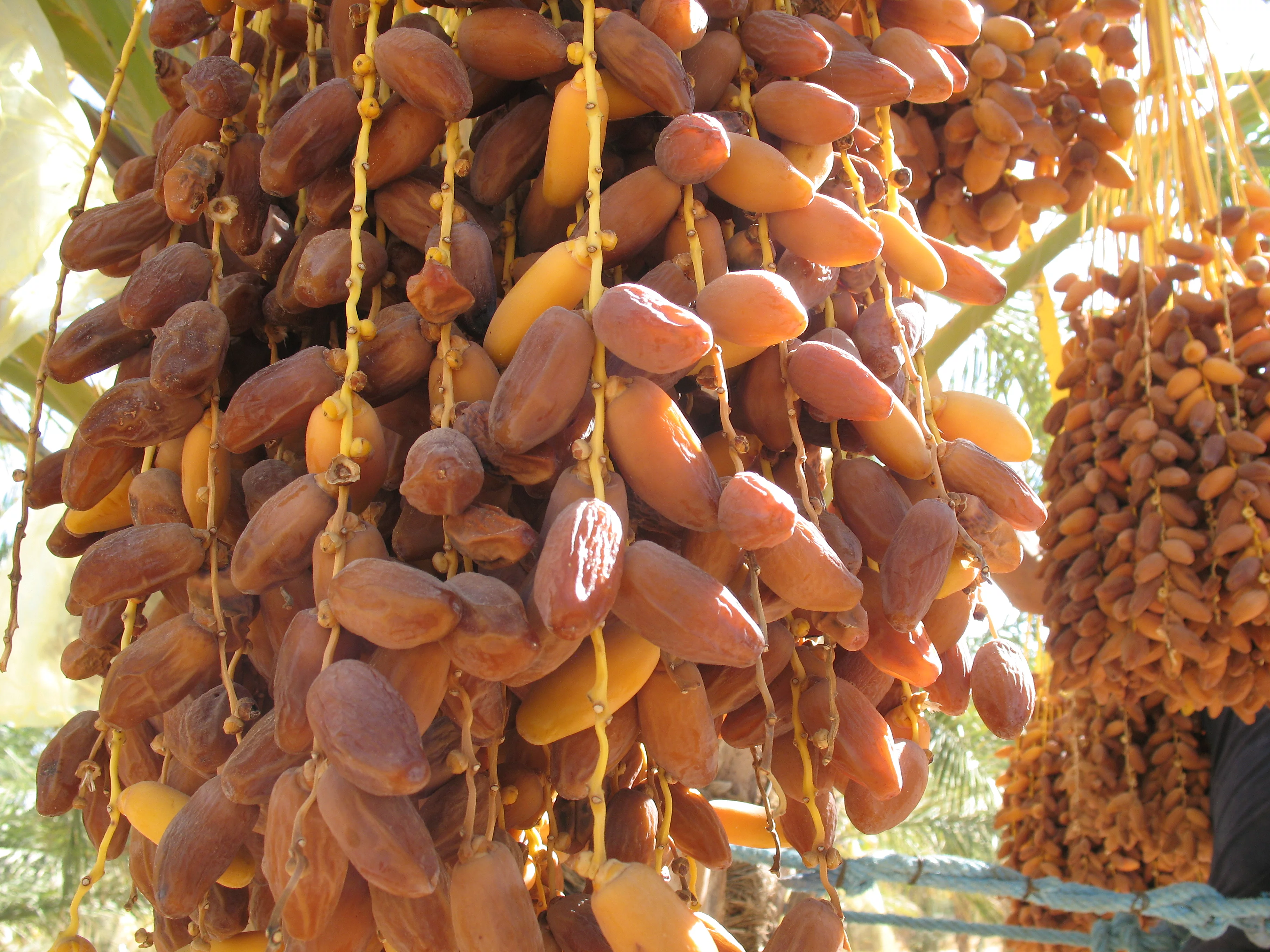 Ein Fruchtstand von Datteln der Sorte Deglet Nour.