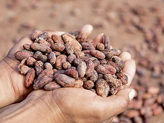 Kakaobohnen aus El Ceibo – fair gehandelt und ökologisch angebaut. Zwei Hände halten frisch geerntete Kakaobohnen aus ökologischem Anbau in El Ceibo, Bolivien – Symbol für fairen Handel und nachhaltige Landwirtschaft.