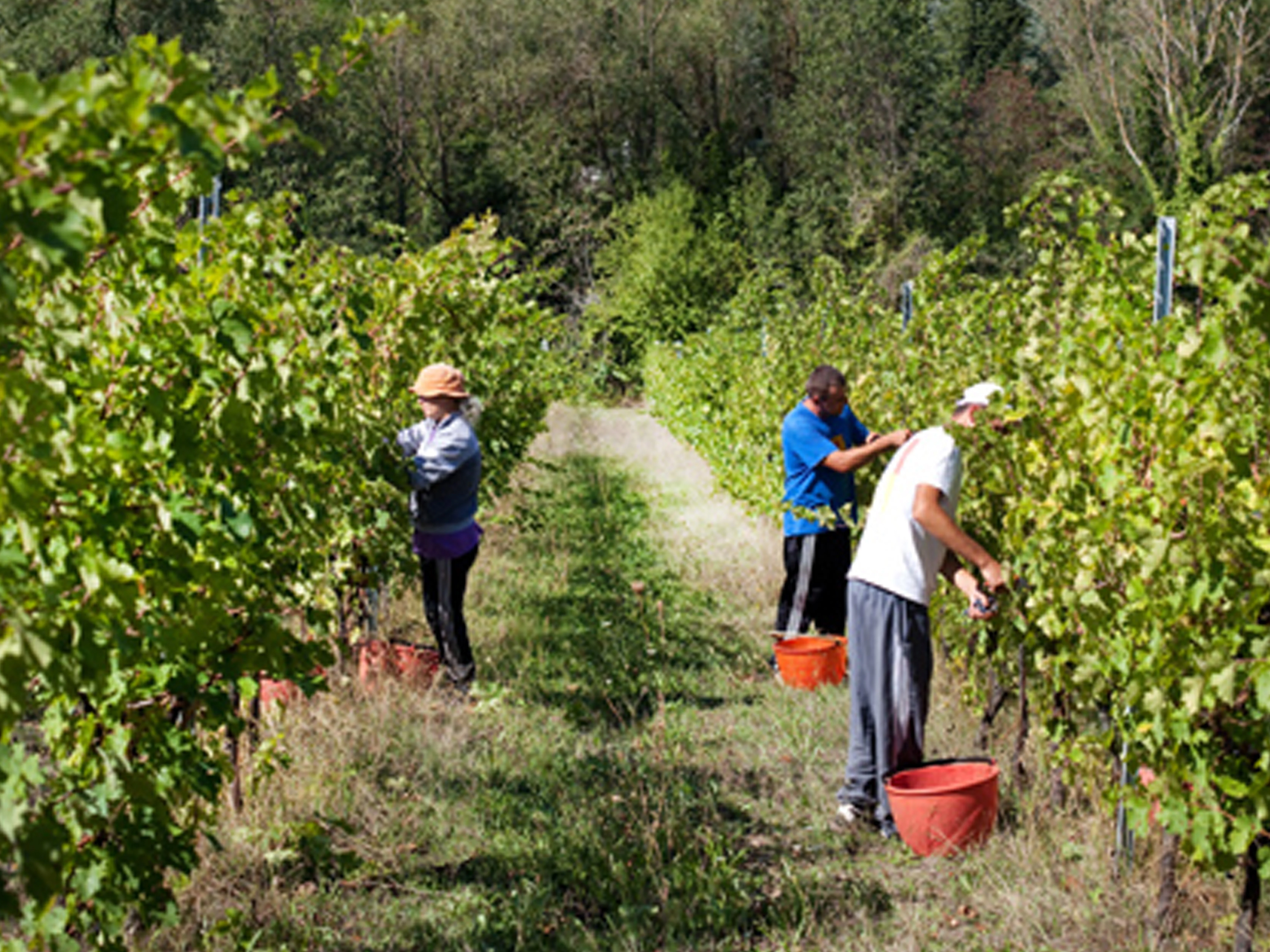 Menschen bei der Ernte der Trauben, zwischen den Weinreben in der Region Modena.
