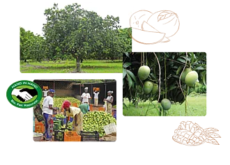 Collage Mangos zur Warenkunde Mango Drei Fotos zur Warenkunde Mango mit Mangobaum, Mangofrucht und Mangobauern