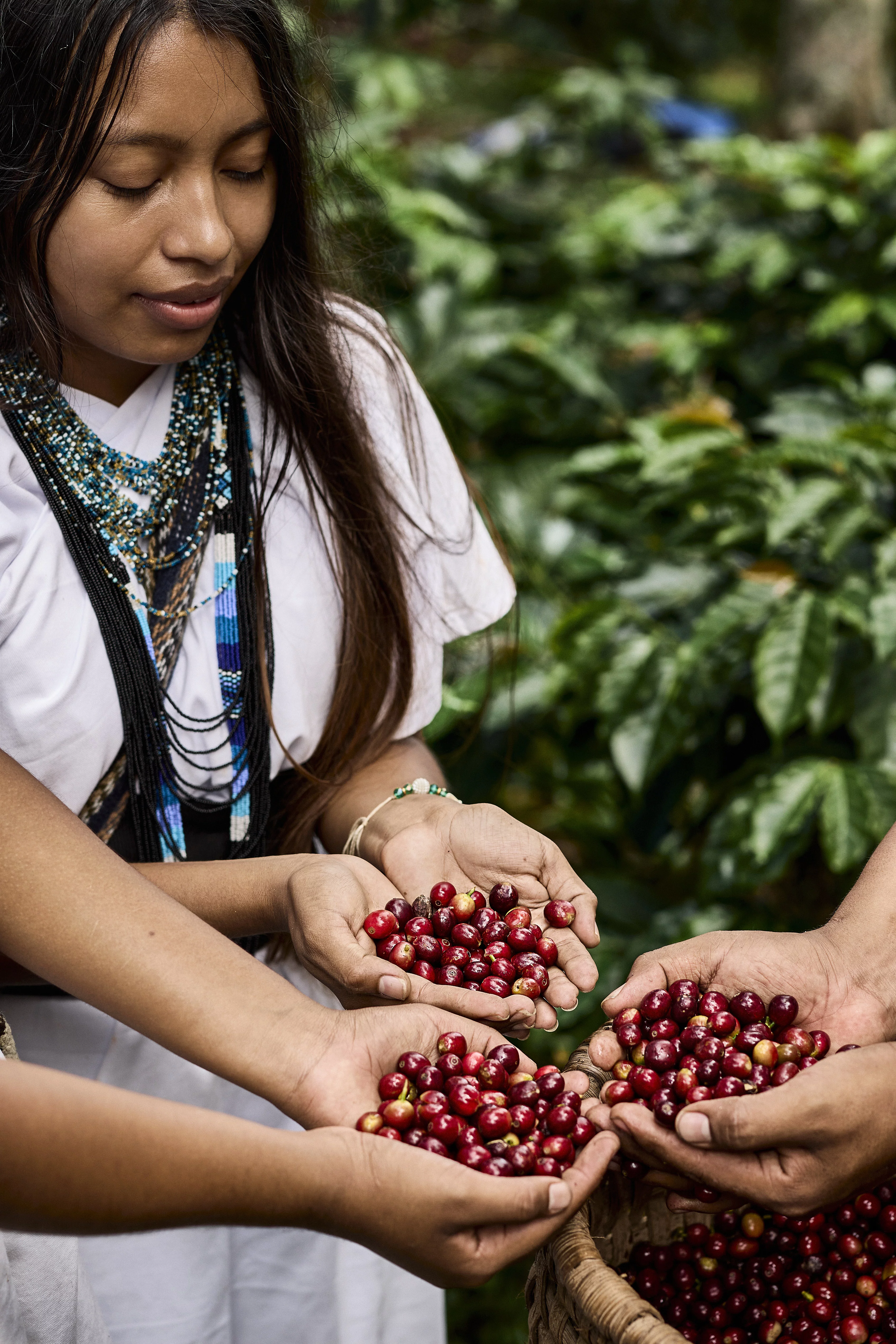 Drei Bäuerinnen aus Kolumbien halten frisch geerntete Kaffeekirschen in ihren Händen.