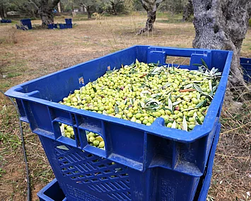 Frisch geerntete Oliven in kleinen Transportkisten in Kolympari auf Kreta – Vorbereitung für die Herstellung von Rapunzel Olivenöl.