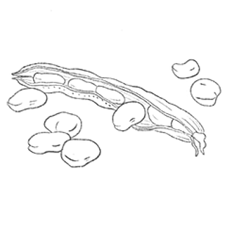 Illustration von einer Hülsenfrucht.