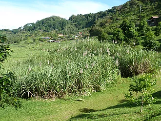 Eine Landschaftsaufnahme von einem Zuckerrohrfeld.