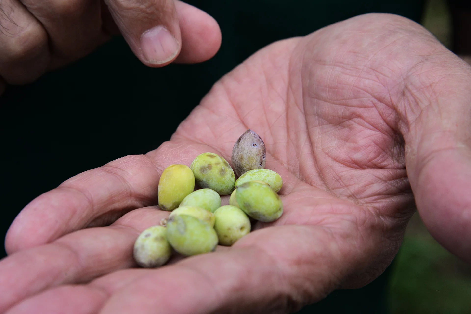 Frische Oliven aus kontrolliert biologischem Anbau – Rapunzel Qualität. Hand hält eine Handvoll frischer Oliven – Grundlage für Rapunzel Bio-Olivenöl aus traditionellem Anbau.