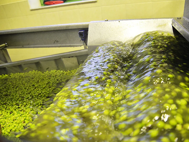 Olivenwäsche in der Ölmühle auf Kreta – erster Verarbeitungsschritt. Frisch geerntete Oliven werden in der Waschanlage der Ölmühle auf Kreta gereinigt – Vorbereitung für Rapunzel Olivenöl.