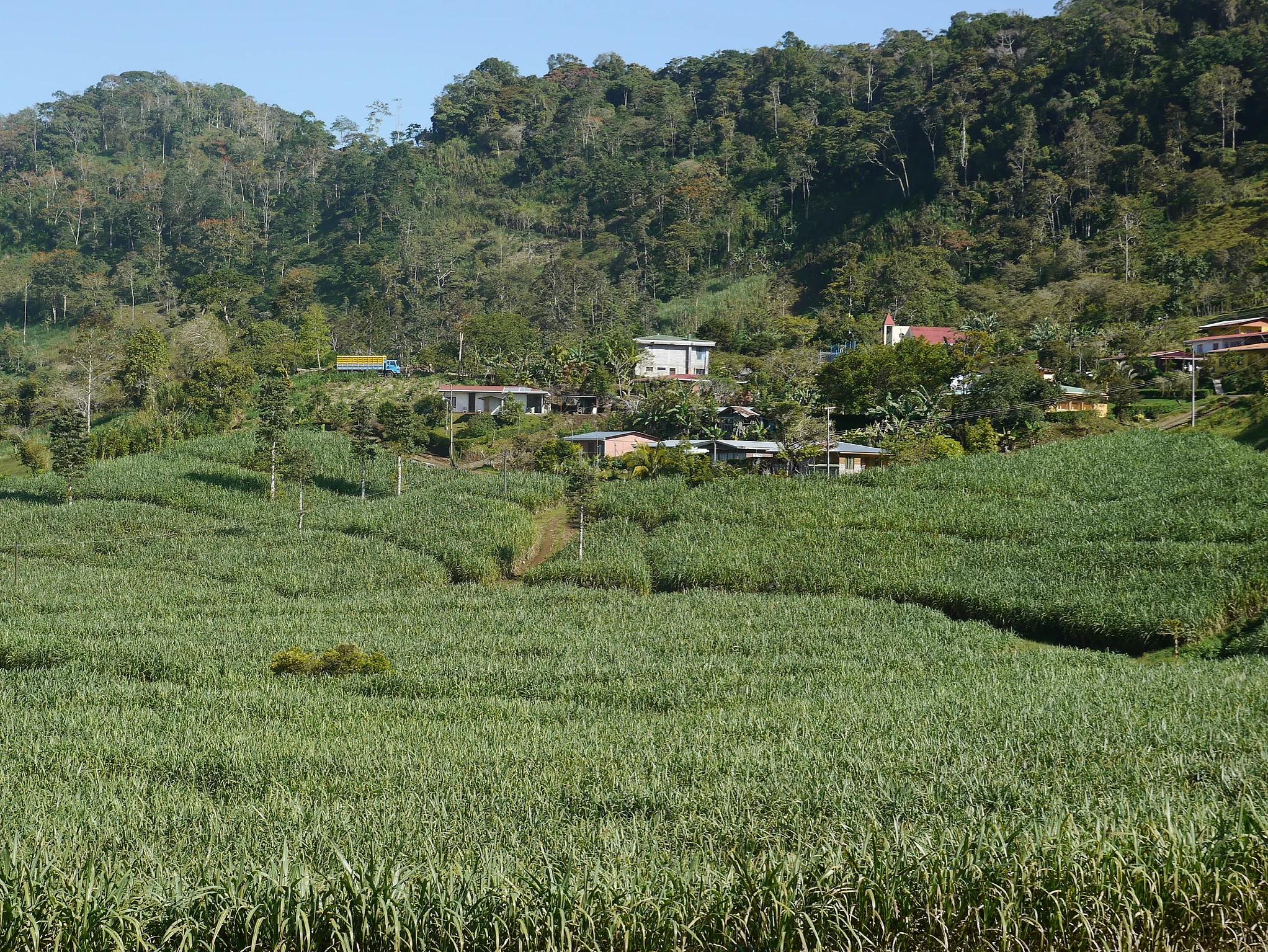 Ein sattes grünes Feld, das zeigt, wie sinnvoll die Rückführung organischer Masse ist.