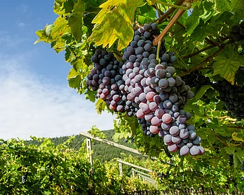 Weinrebe mit blauen Trauben im Vordergrund, im Hintergrund weitere Weinreben, blauer Himmel.