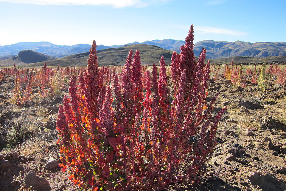 Rot blühende Quinoa-Pflanze in den Hochlagen der Anden.