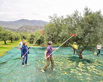 Petra und Eva von Rapunzel begleiten die Olivenernte mit Rechen auf Kreta.