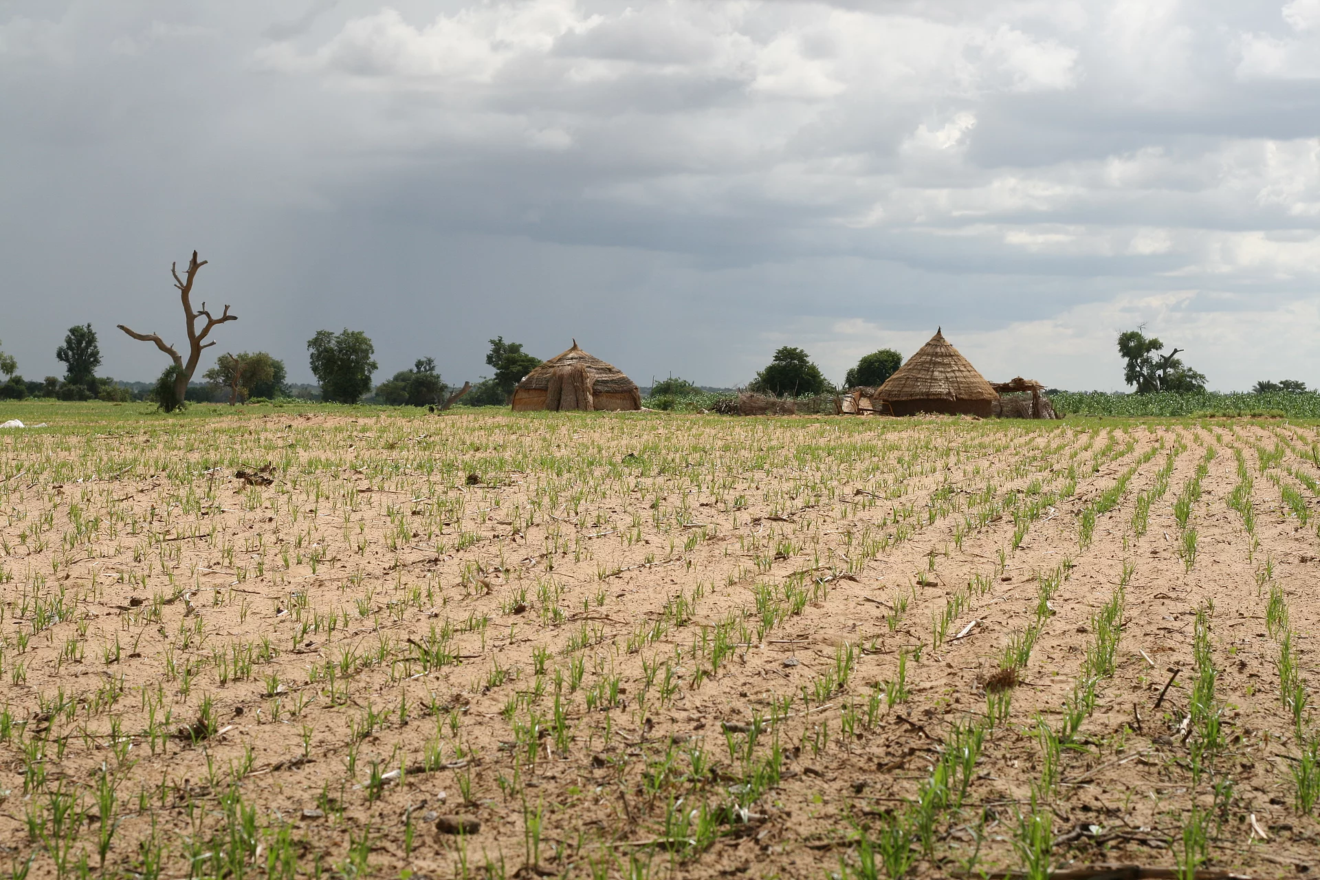 Feld mit Erdmandeln Die Erdmandelpflanze erreicht eine Höhe von rund 60 cm und bildet unterirdisch feine Ausläufer.