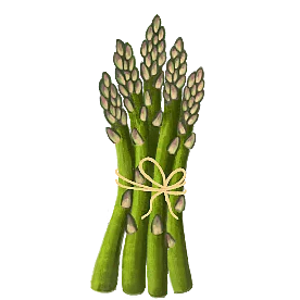 Illustration Bund Spargel Illustration Bund grüner Spargel