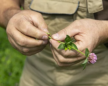 Kleegras mit lila Blüte in zwei Händen.