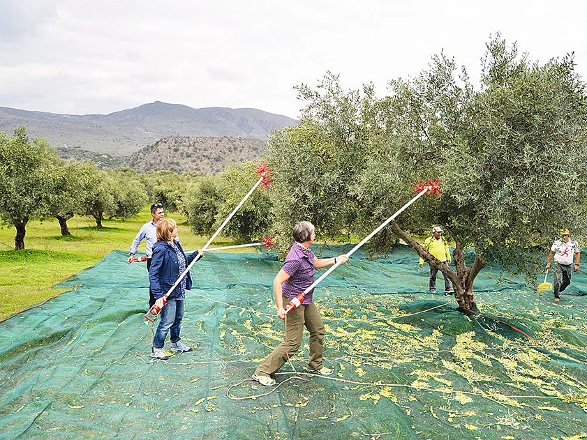 Rapunzels bei der Olivenernte auf Kreta. Petra und Eva von Rapunzel begleiten die Olivenernte mit Rechen auf Kreta.