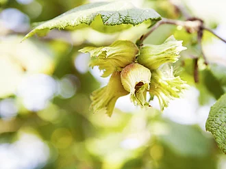Eine Haselnuss an einem Baum aus dem Rapunzel Türkei Projekt.