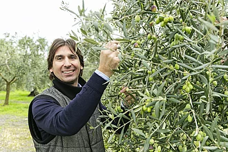 Ein langjähriger Olivenöllieferant von Rapunzel zeigt die Oliven am Baum.