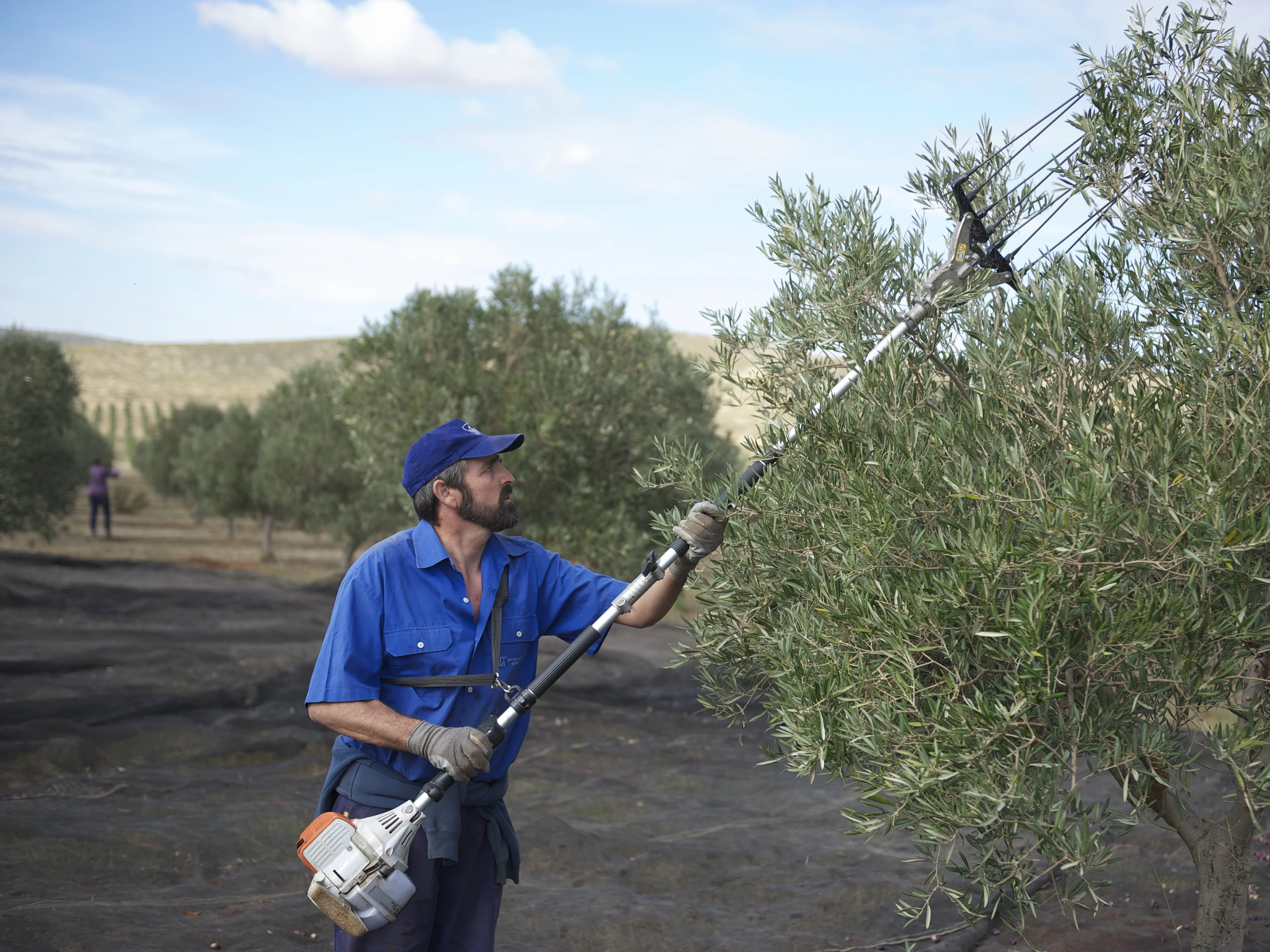 Olivenernte mit motorbetriebenem Rechen in Andalusien. Ein Mann erntet Oliven mit einem motorbetriebenen Rechen im Olivenhain der Finca La Torre – mechanische Unterstützung für eine effiziente, schonende Olivenernte.