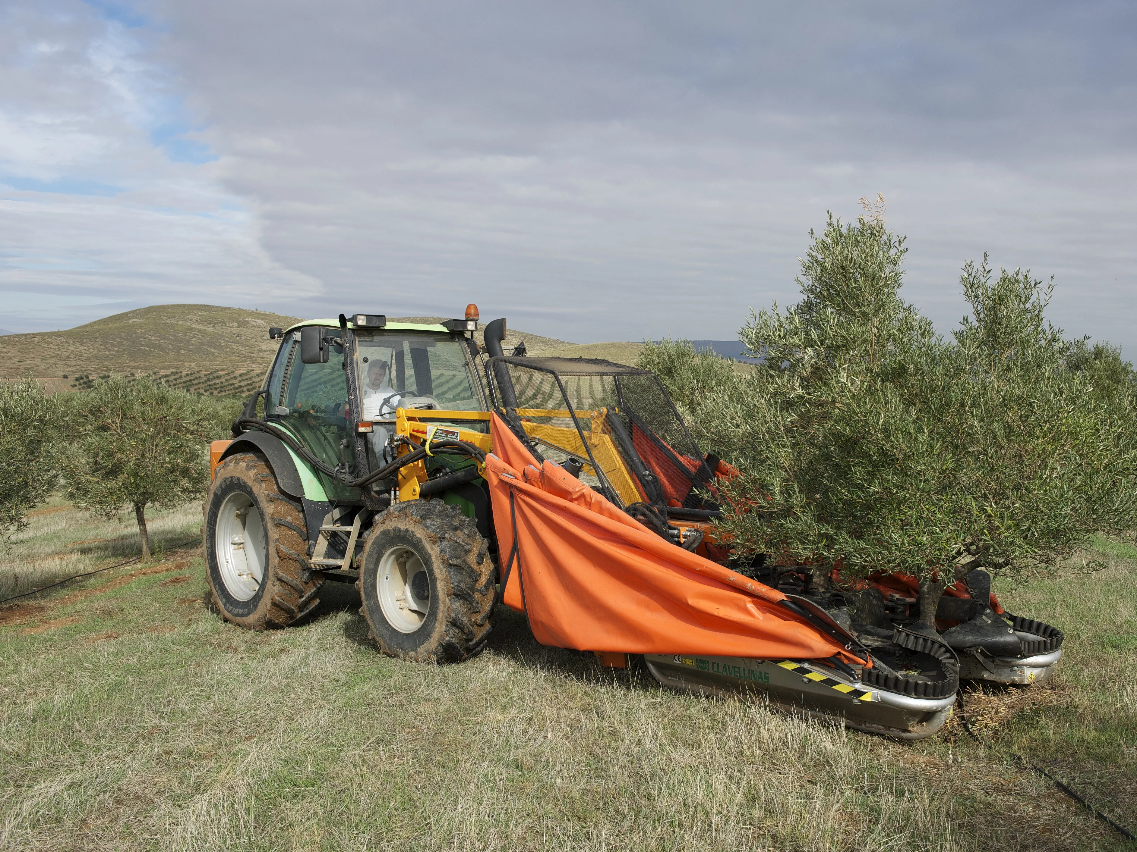 Olivenernte mit maschinenbetriebenem Rüttler auf der Finca La Torre. Ein maschinenbetriebener Rüttler wird bei der Olivenernte im Olivenhain der Finca La Torre eingesetzt – mechanische Unterstützung für eine effiziente und schonende Ernte.