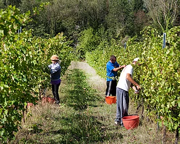 Menschen bei der Ernte der Trauben, zwischen den Weinreben in der Region Modena.