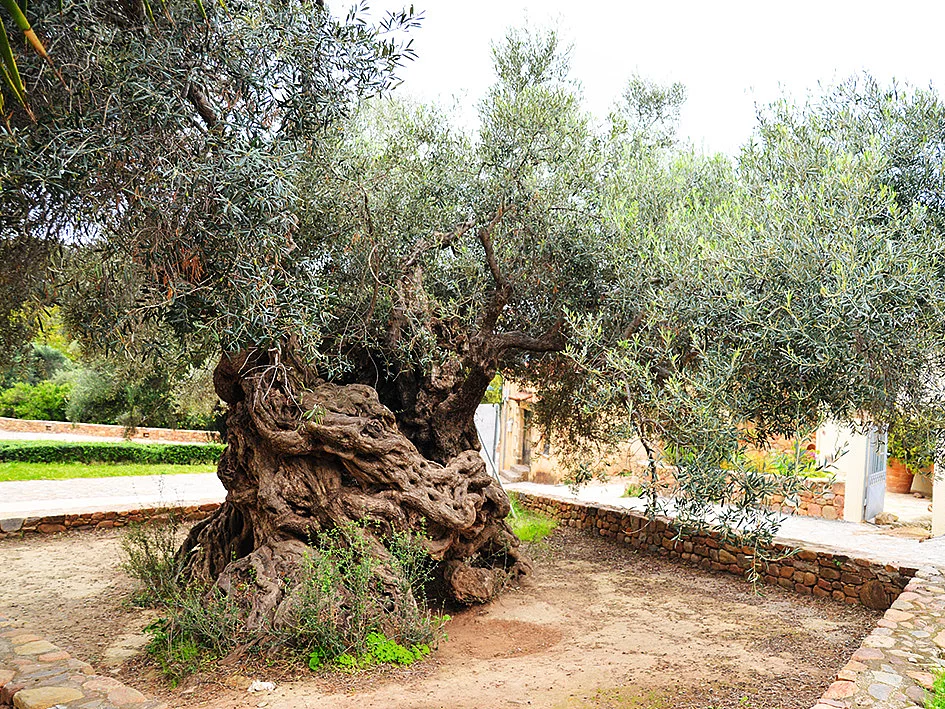 Ältester Olivenbaum der Welt auf Kreta – Ursprung des Olivenöls. Jahrtausendealter Olivenbaum auf Kreta in Griechenland – Symbol für die Herkunft unseres Olivenöls.