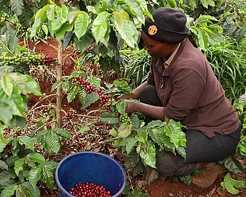 Eine kenianische Bäuerin, wie sie von Hand die roten Kaffeekirschen erntet.